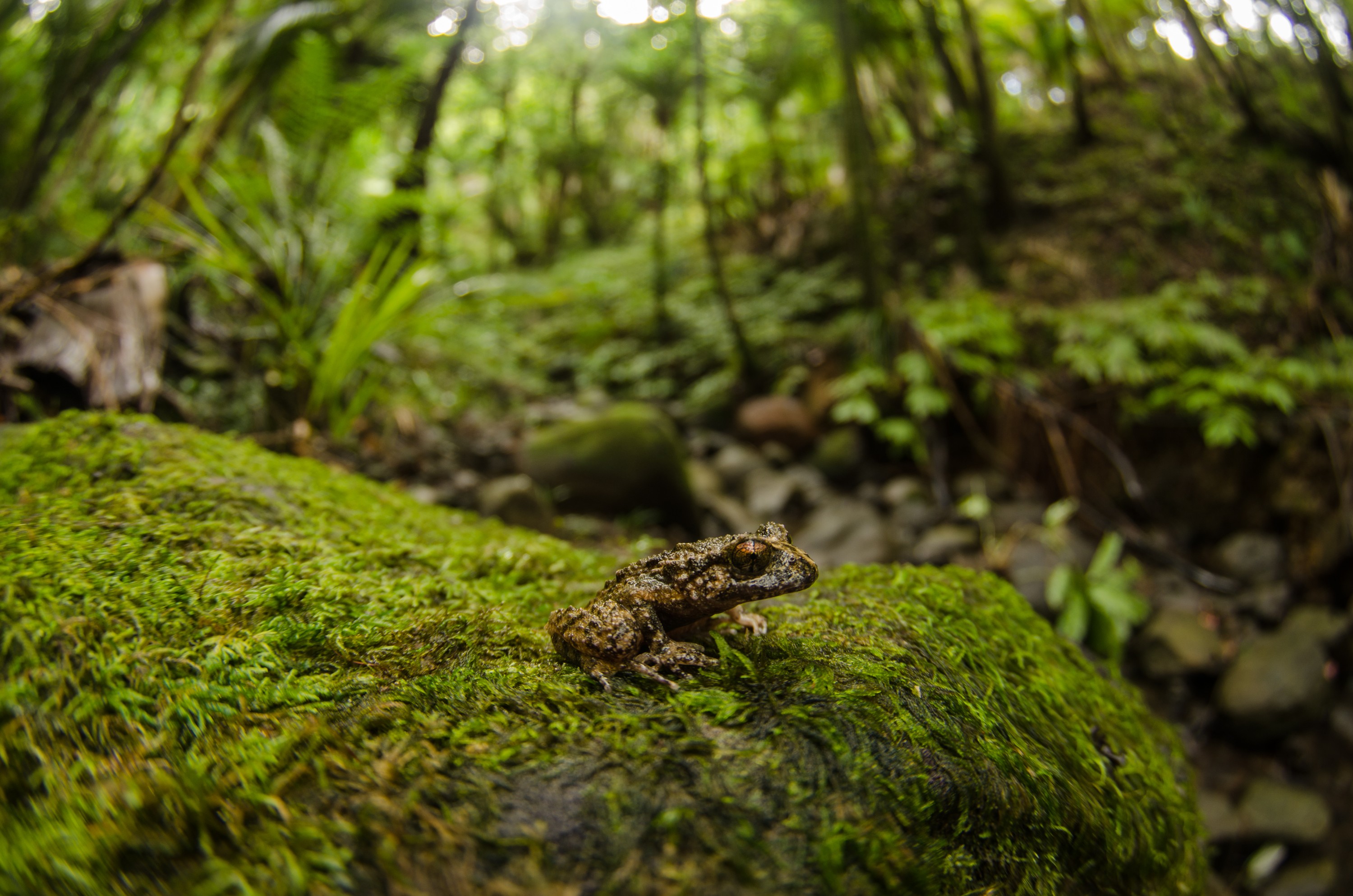 DSC_3537 – Hochstetter's, frog, Leiopelma, hochstetteri, Hochstetter, coromandel, amphibian, Crispin, reptiles, amphibians, rare, cold, blood, new, new zealand, zealand, nz